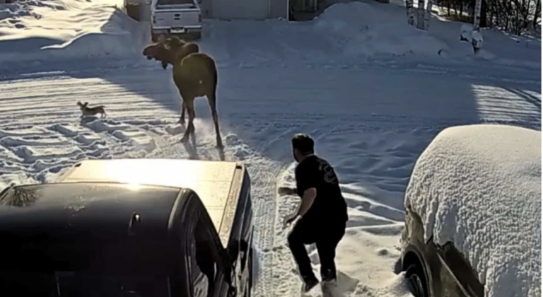 Brave Sausage Dog Protects Owner From Massive Moose in Arkansas