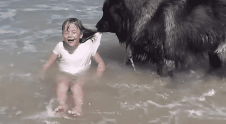 Brave and Loving Dog Saves Little Girl From Scary Ocean