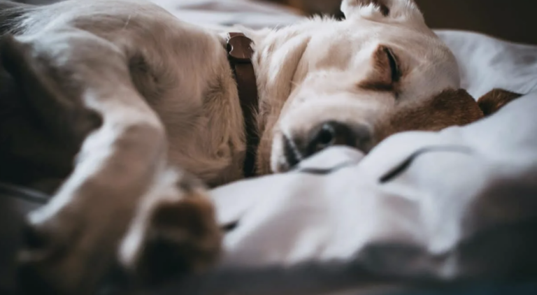 Do Dogs Dream of Their Owners? A Harvard Psychologist Shares His Insights