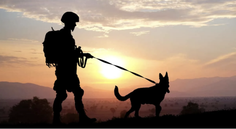 Brave Stray Dog Became The Most Decorated Animal in US Military History