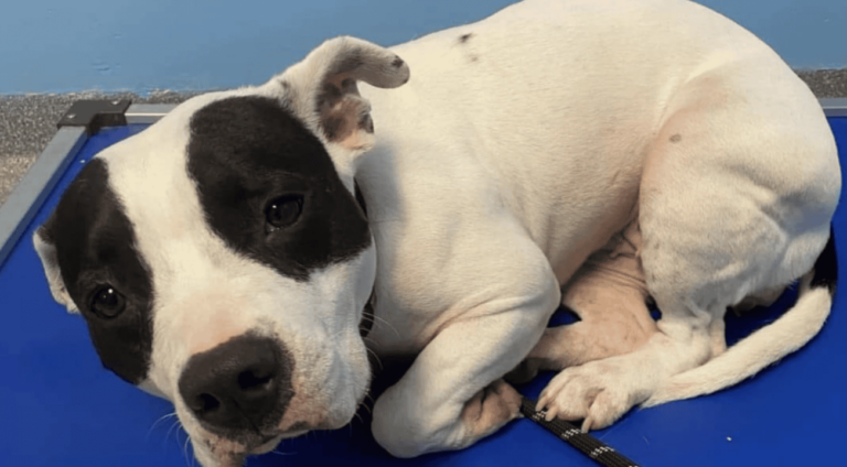 Terrified Dog Shakes Uncontrollably Waiting for Someone to Save Her