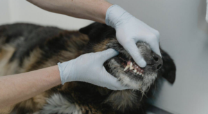 Vet checking Dog's teeth. I