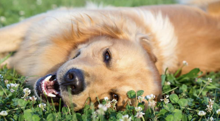 Why Your Dog Might Be Staring At You