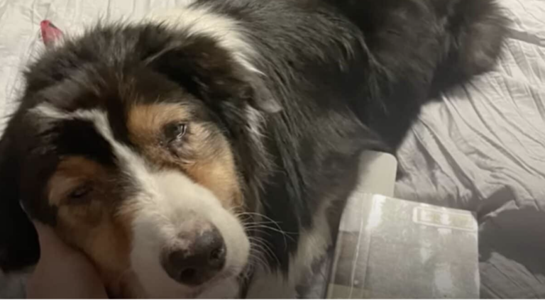 Sweet Dog Thrown Into Heartbreaking Battle Against a Life-Altering Disease