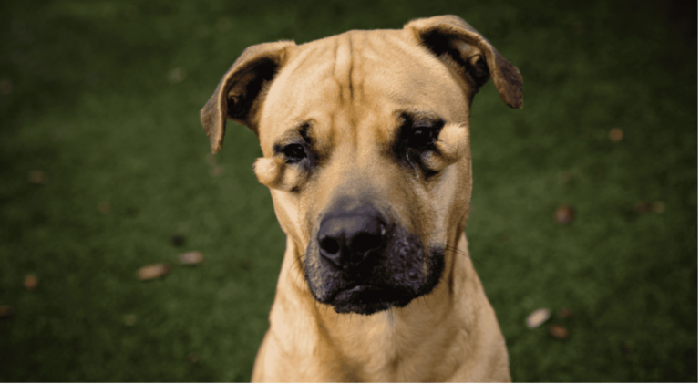 Heartbroken ‘Ugly’ Dog Waits Alone in Shelter for Someone to Love Her