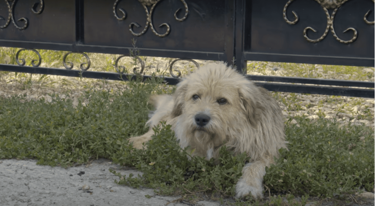 Poor Abandoned Dog Waits Over 360 Days Outside Old Home For Family’s Return