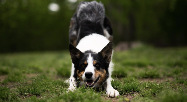 How to Know What Your Dog is Really Saying Through Body Language