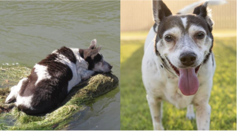 Stranded Alone in a Canal Senior Dog’s Fate Takes a Heartwarming Turn