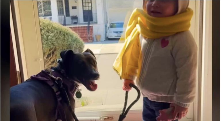 Pittie Falls In Love With Unborn Human Sister Immediately
