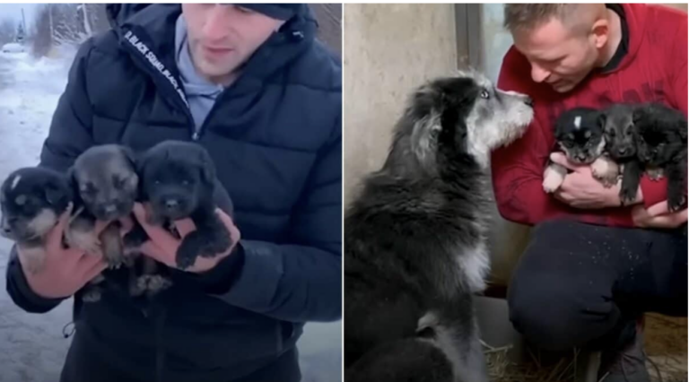 Mama Dog Begs Man to Save Her Puppies From The Freezing Cold