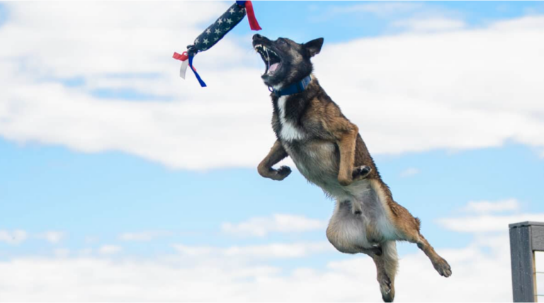 How US Military Dogs Are Trained At Lackland Airforce Base