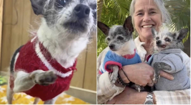 Senior Chihuahua Returned To Shelter Due To Shocking Reason