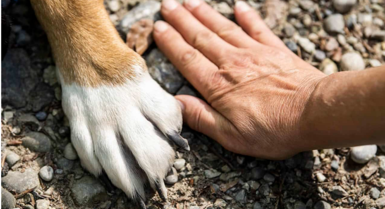 Your Dog’s Paws Deserve More Attention and Here’s Why