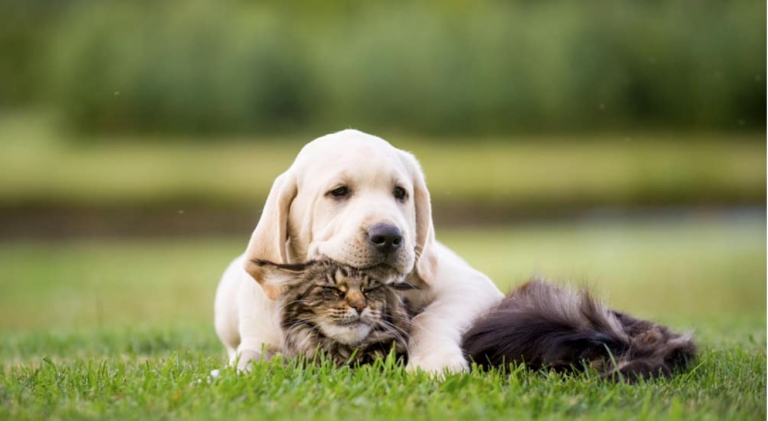 10 Dog Breeds That Get Along Perfectly with Cats