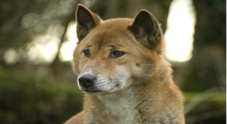 Rarest Dog in the World Sings in Mountains of Papua New Guinea
