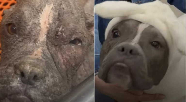 Rescue Puppy Becomes A Style Icon