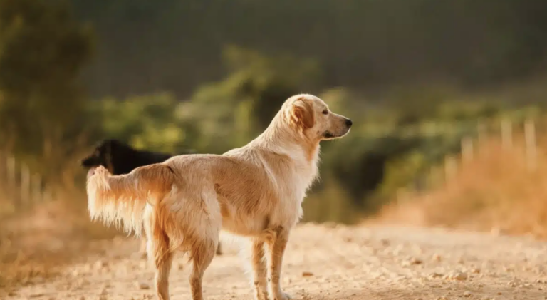 Why The Goberian Might Be The Perfect Family Dog