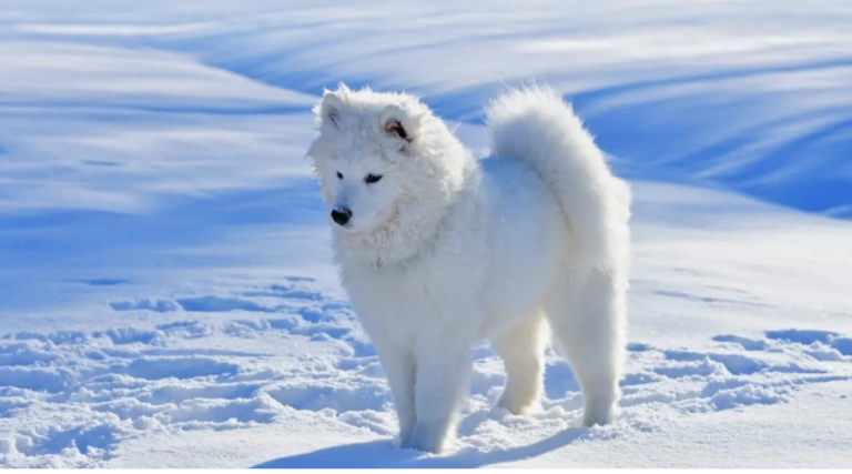 Unlocking the Secrets about America’s Arctic Angel, The American Eskimo Dog