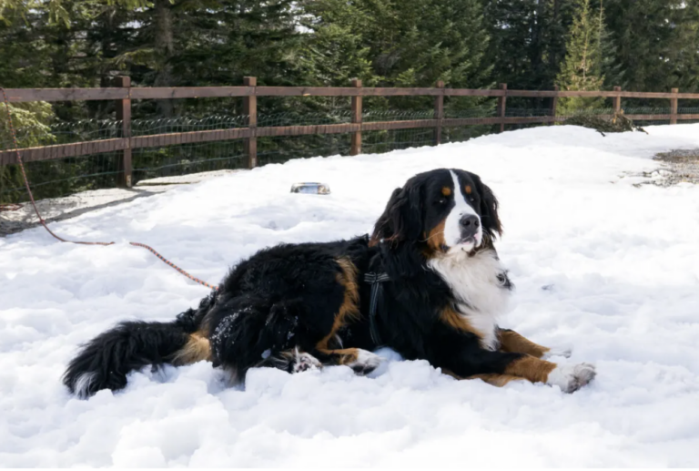 The Fattest Dog In The World Is A Saint Bernard