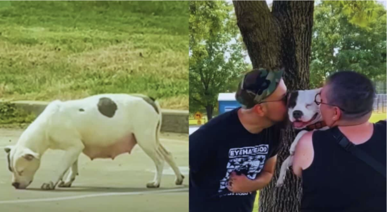 Abandoned Pregnant Pitbull All Alone till Her Life Takes a Touching Turn