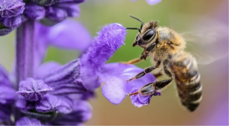 Why Does Your Dog Eat Bees?