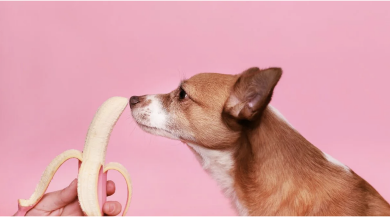 Dog-Friendly Thanksgiving Foods