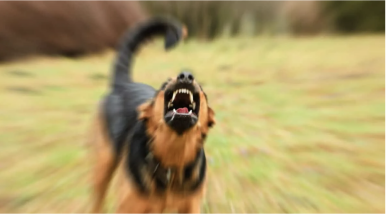 A Comprehensive Study on Grumpy Dogs Intelligence