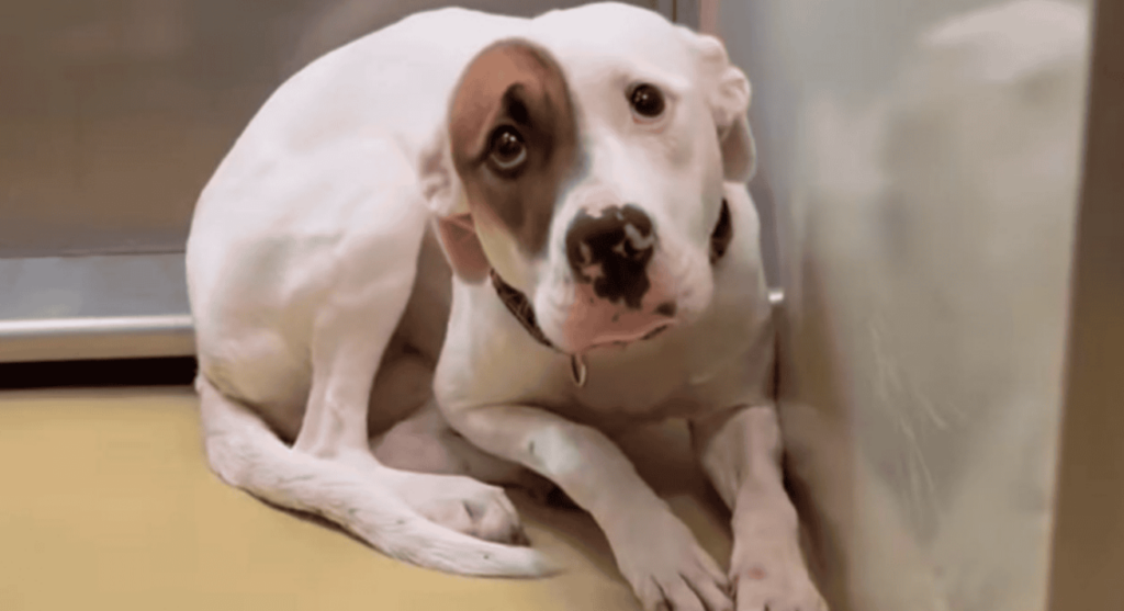 Terrified dog