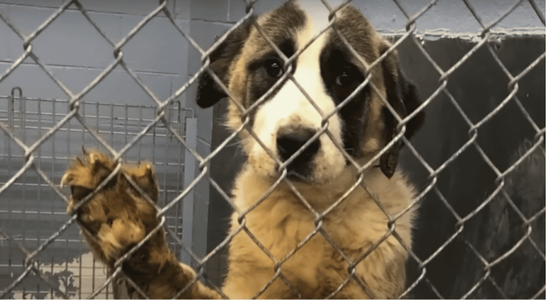 Dog Lived in a Crate For 6 Years and Loved Her First Cheeseburger