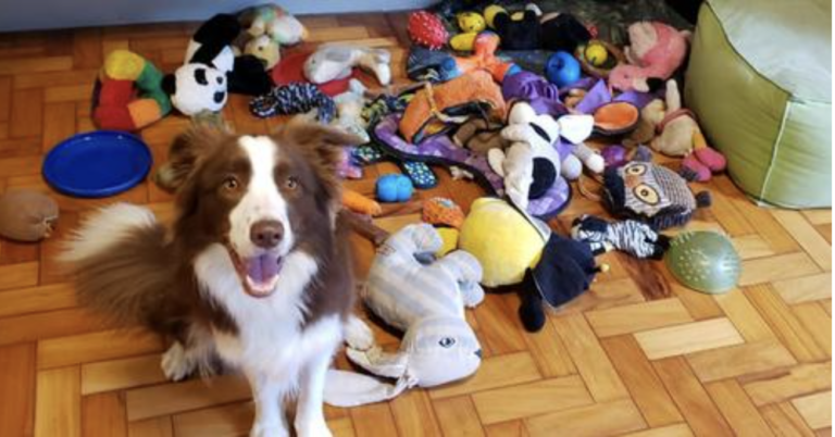 A New Study Found That Talented Dogs Can Remember Toy Names for Years
