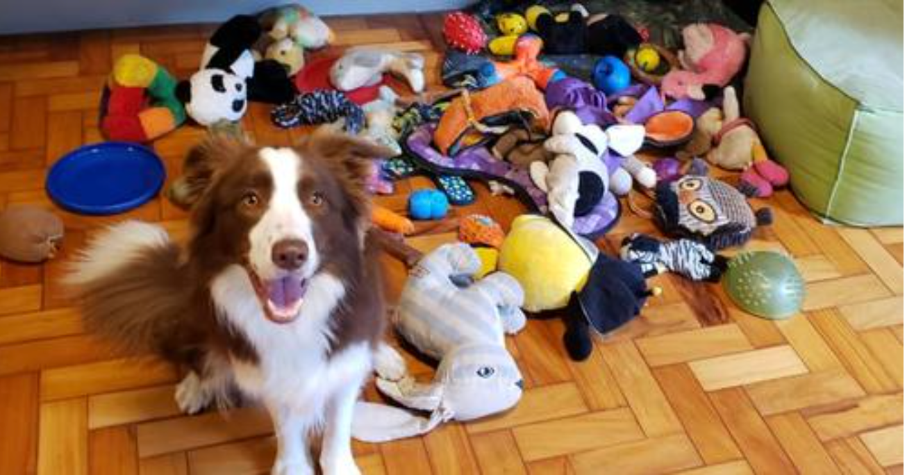 A New Study Found That Talented Dogs Can Remember Toy Names for Years