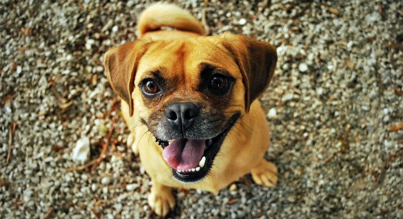 The Iconic Retro Pug