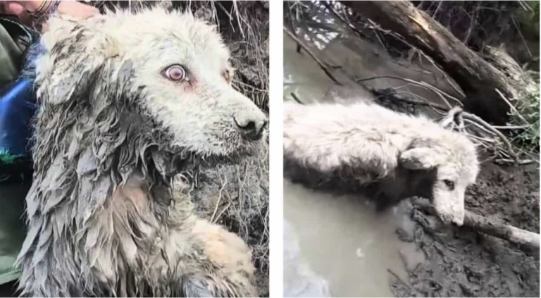 YouTuber Hero Rescues 14-Year-Old Dog While Canoeing in Manitoba River, New Zealand