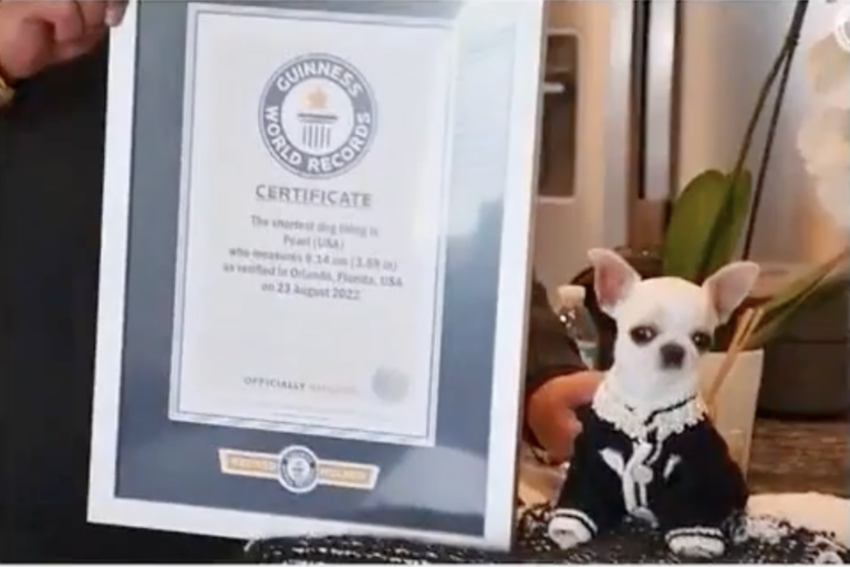 Meet Pearl the Chihuahua, The Smallest Dog Ever Recorded