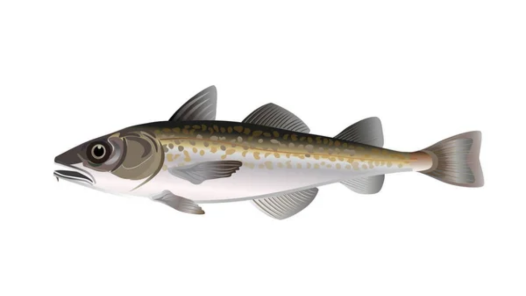 Alaska pollock