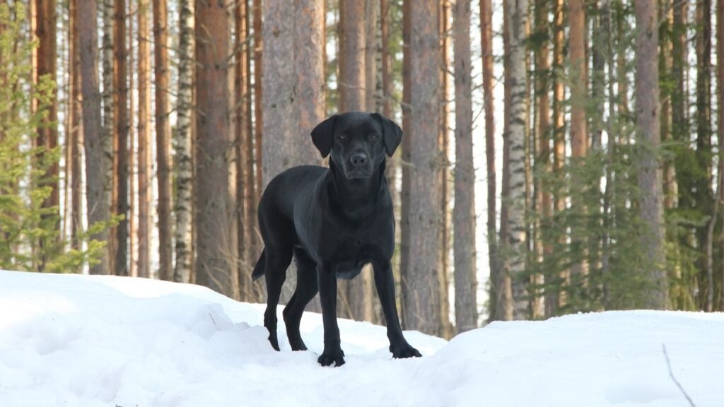 Black Labrador dog