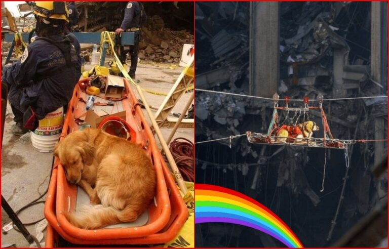 dog heroes of 9/11
