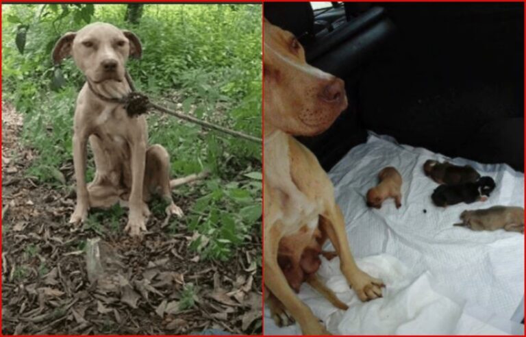 Lara the Pitbull mom abandoned