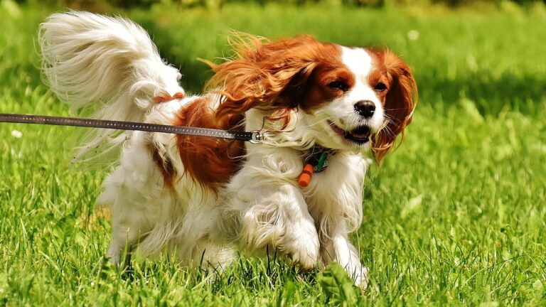 White and Brown Cavalier King Charles Spaniel