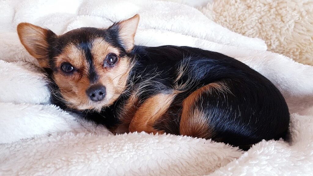 Dog in cozy blanket