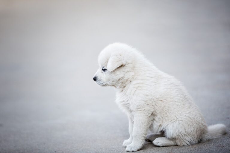 sad puppy