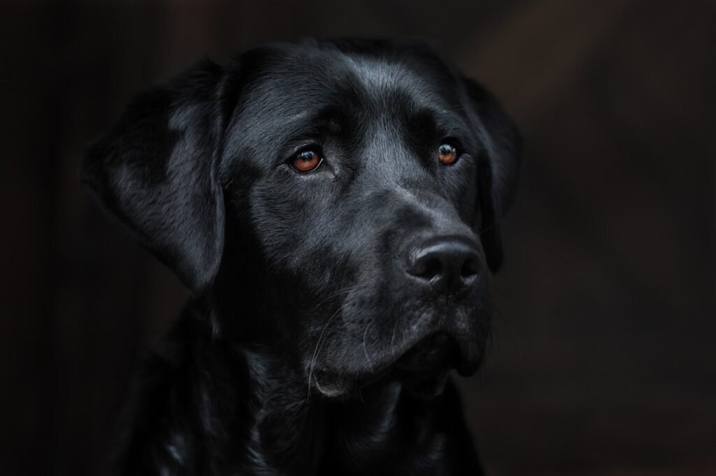 black dog