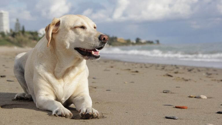 Labrador dog on a beach