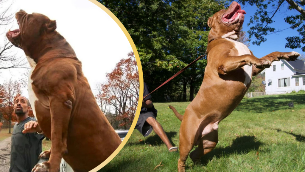 Hulk, world's largest Pit Bull