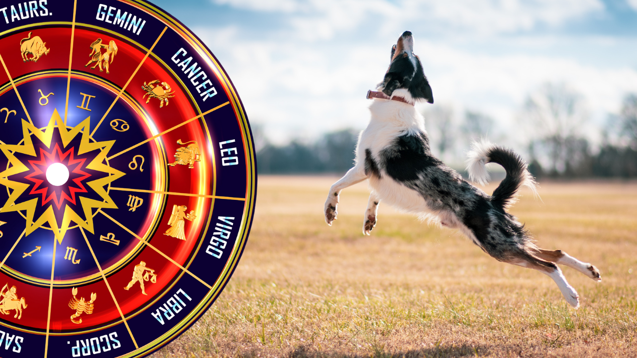 Which Dog Breed are you According to your Zodiac Sign