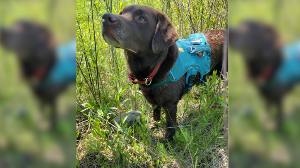 Tilia the conservation dog