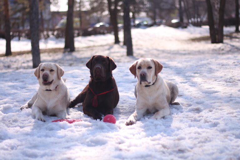 Labrador dogs in snow