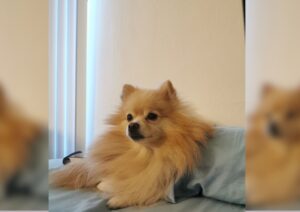 Hitomi the Pomchi dog