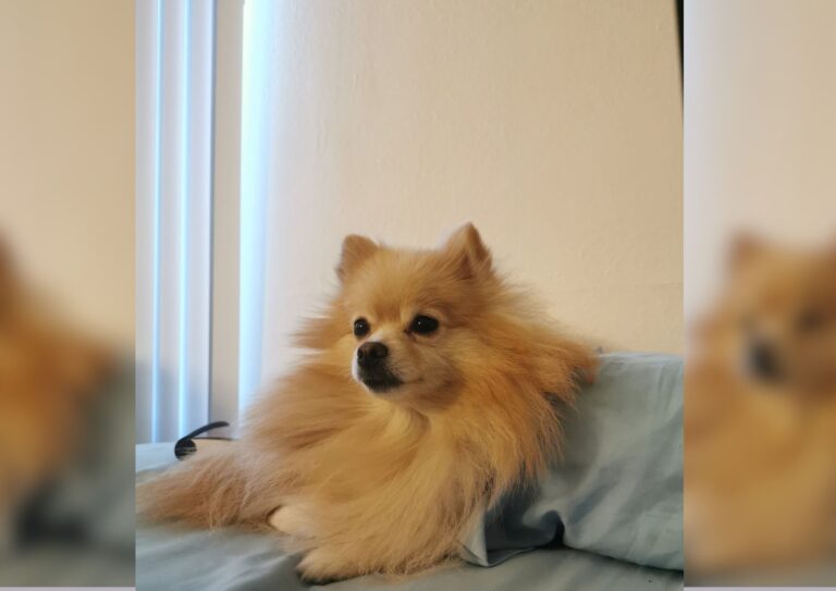Hitomi the Pomchi dog