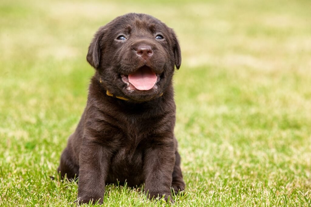 Black Labrador puppy